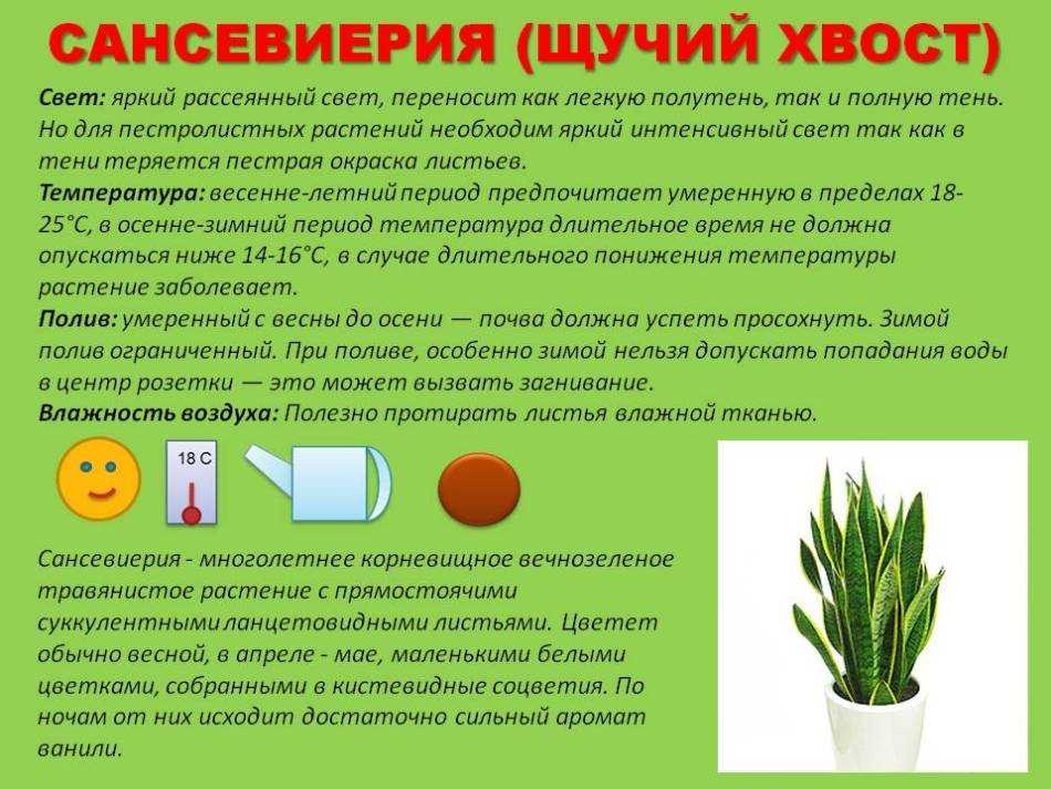 Сансевиерия цилиндрическая — самое простое в уходе комнатное растение. выращивание в домашних условиях. фото — ботаничка.ru