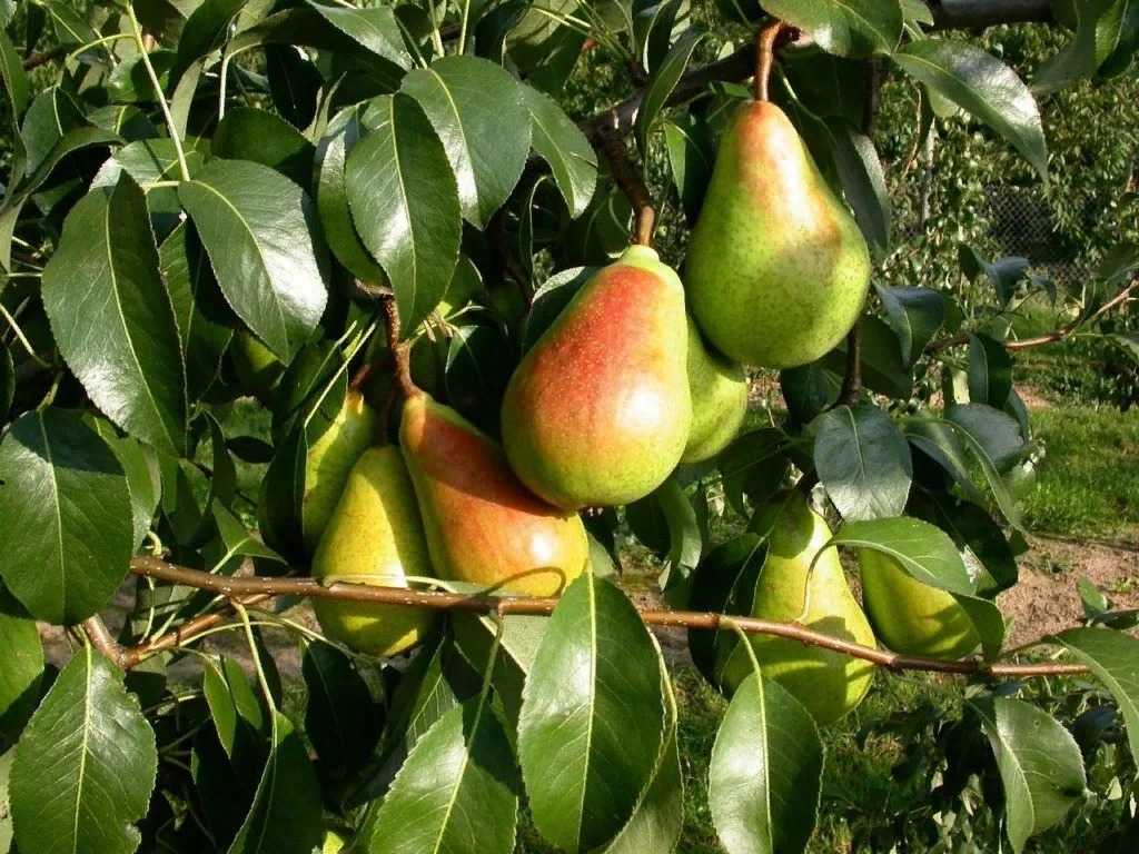 Как посадить грушу весной и осенью в открытый грунт чтобы плодоносили