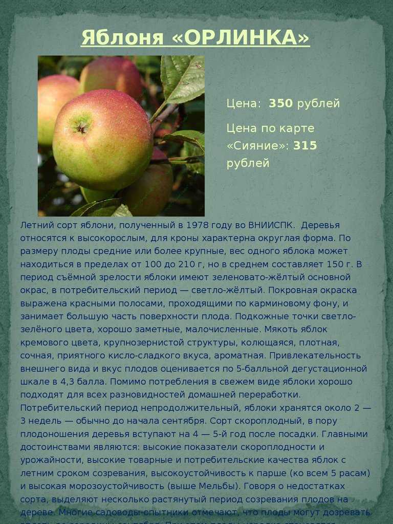 Яблоки белый налив: описание сорта, фото, отзывы