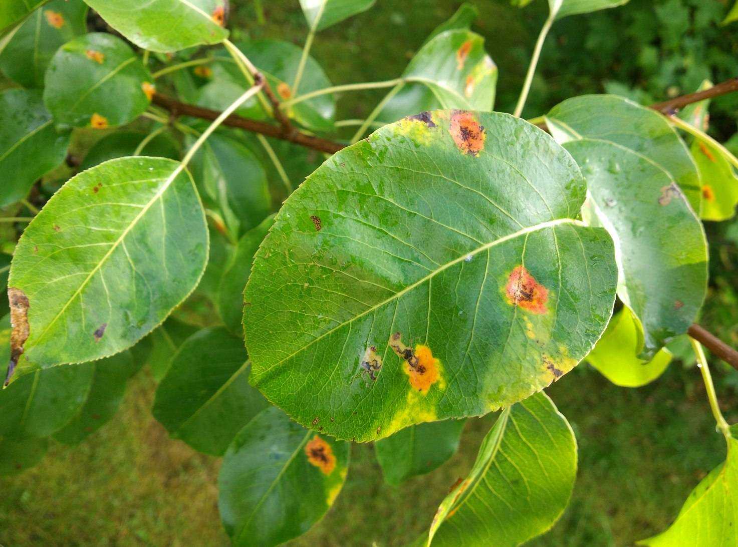 У груши скручиваются листья и чернеют: почему, что делать и как лечить