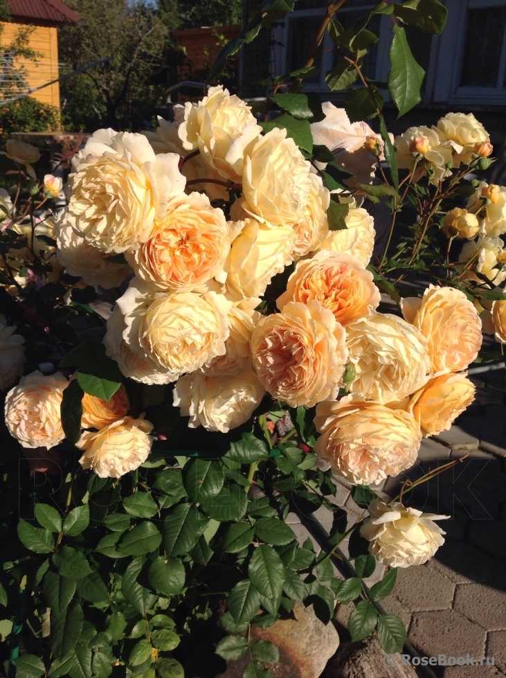 ✅ о розе принцесса маргарет (crown princess margareta): выращивание розы остина