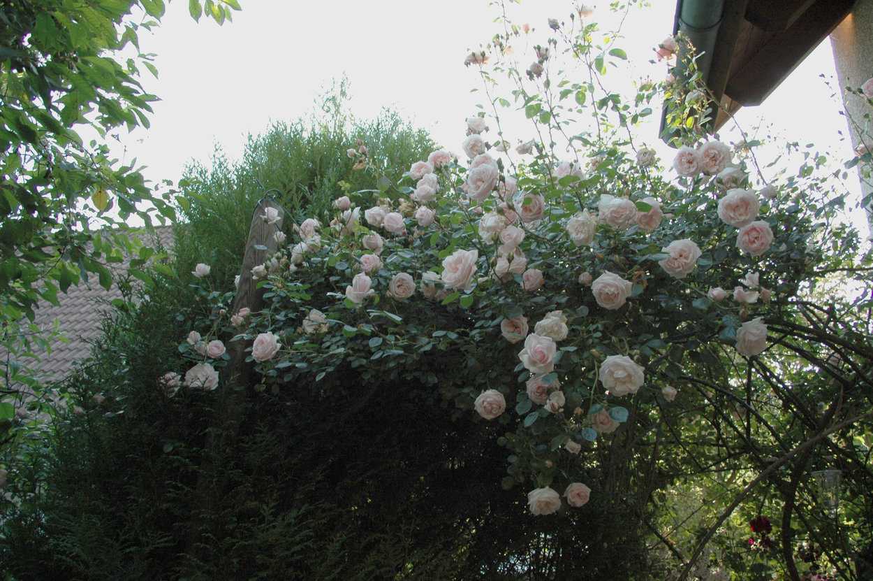 Посадка плетистой розы нью доун и уход за растением на участке