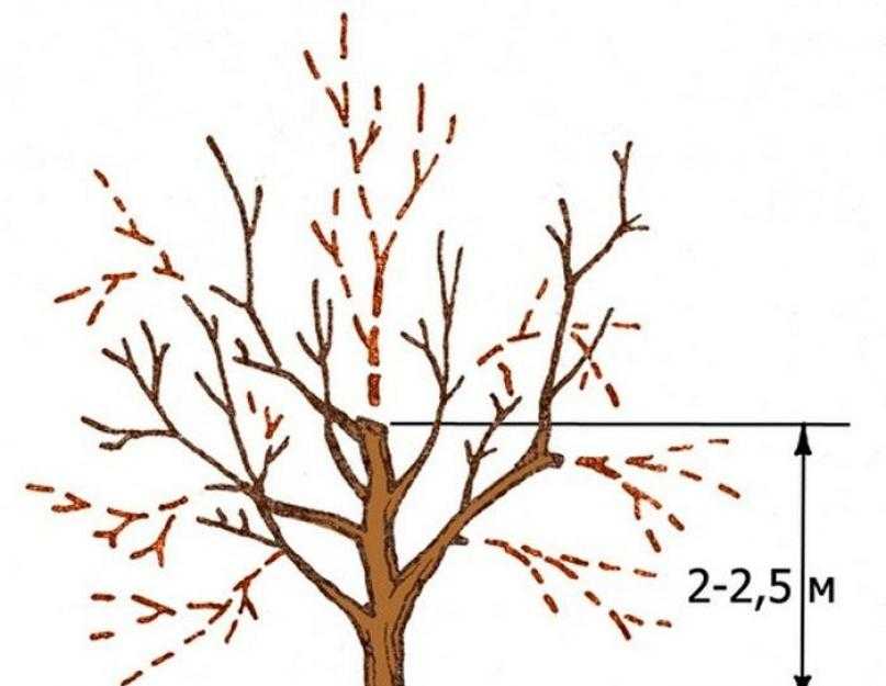Обрезка старых яблонь на омоложение: схема, постепенная, половинная и одноразовая