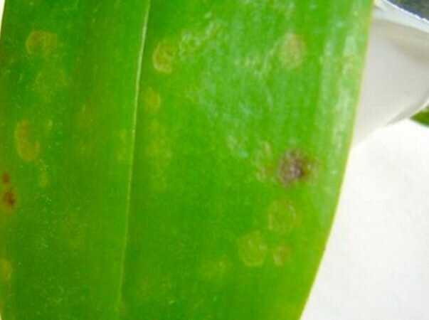 Белый налет на орхидее: фото, что это такое, как с ним бороться, почему появился на листьях, что делать, если покрылись корни, чем лечить из домашних средств?