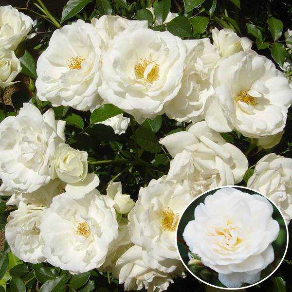 Роза флорибунда шнеевитхен: описание, выращивание в саду