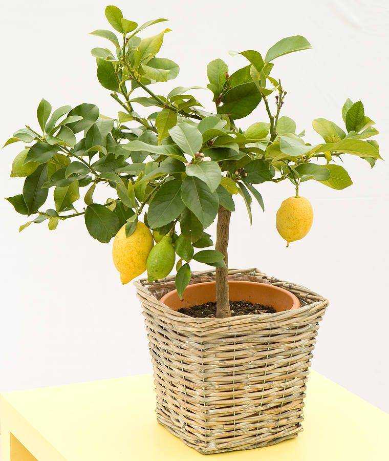 Как вырастить дома из косточки дерево лимона: посадка и уход за лимонным деревом в горшке