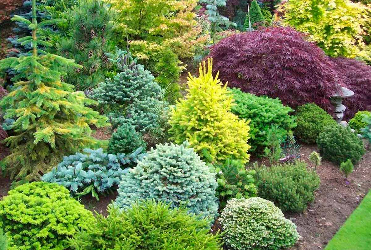 Хвойные растения для безупречности сада: примеры композиций и сочетаний