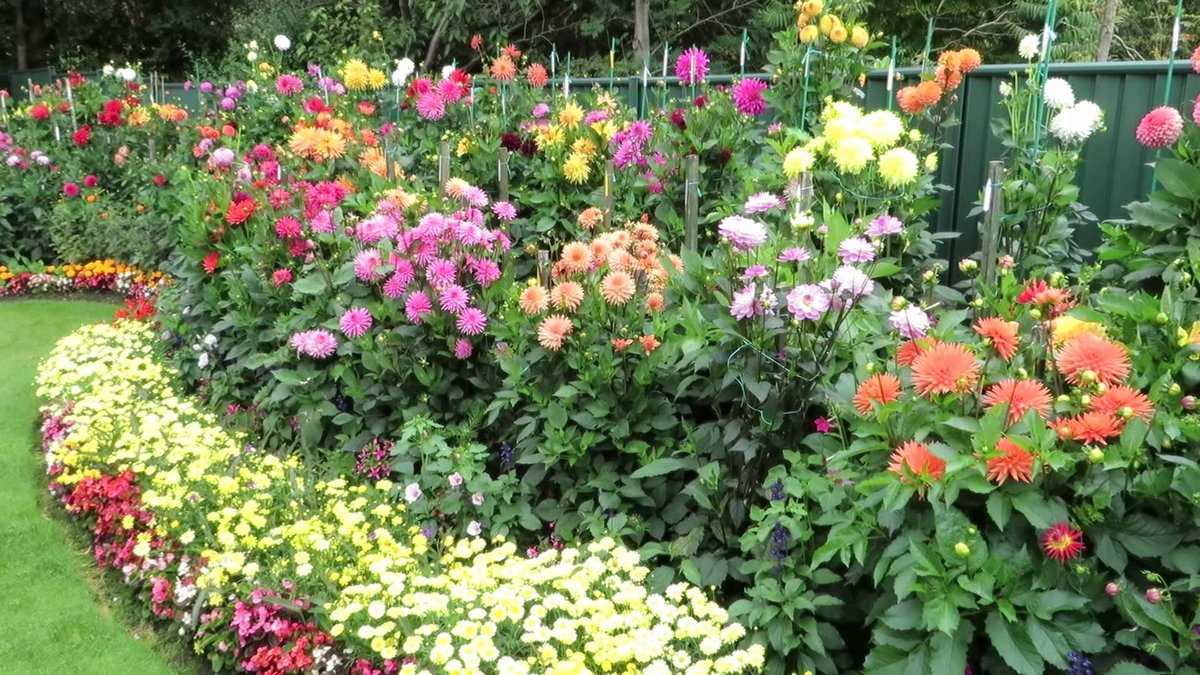 Цветок пион: описание, разновидности, особенности выращивания. что посадить рядом с пионами на клумбе