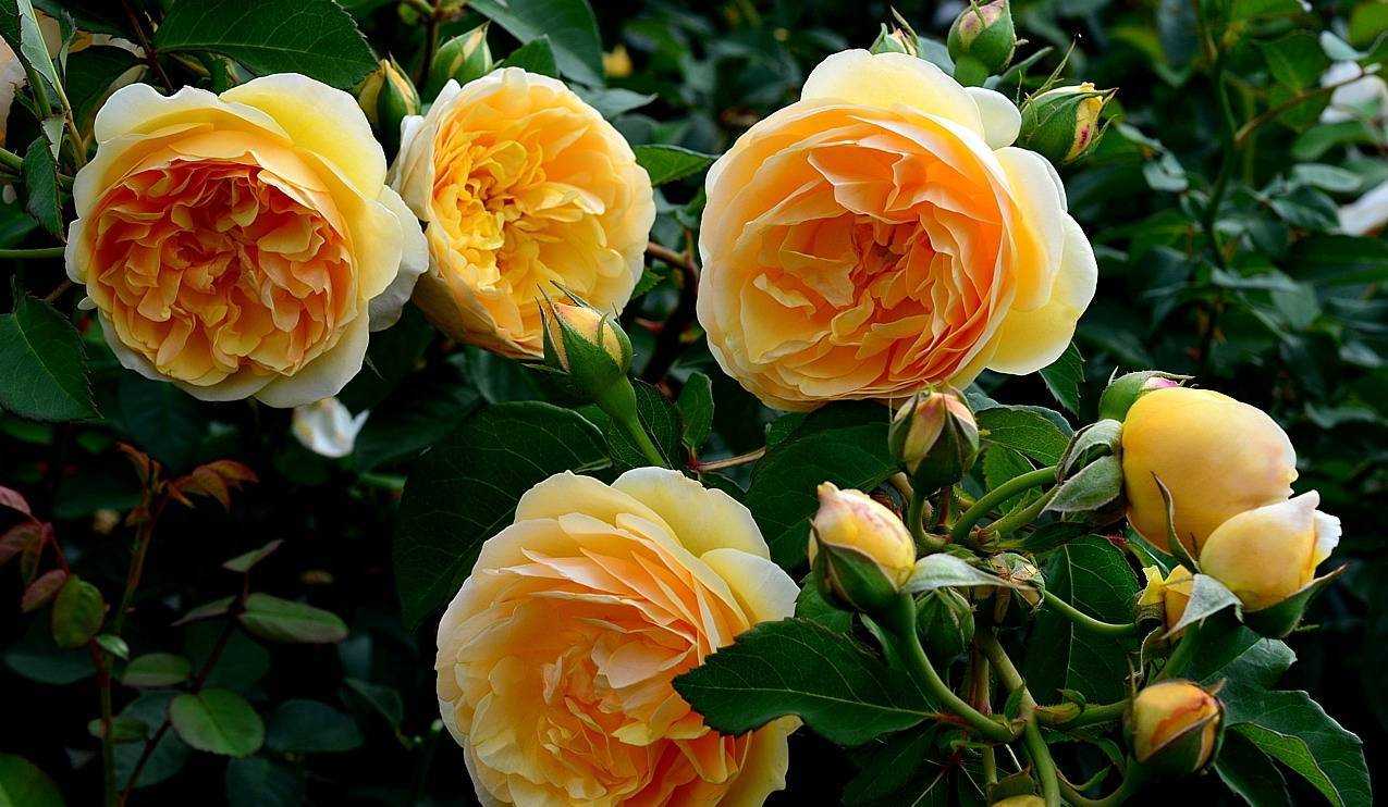 Роза грэхам томас (graham thomas) — характеристики гибрида