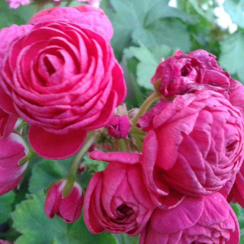 Внешнее описание пак вива розита пеларгония, советы по выращиванию и уходу. фото цветка