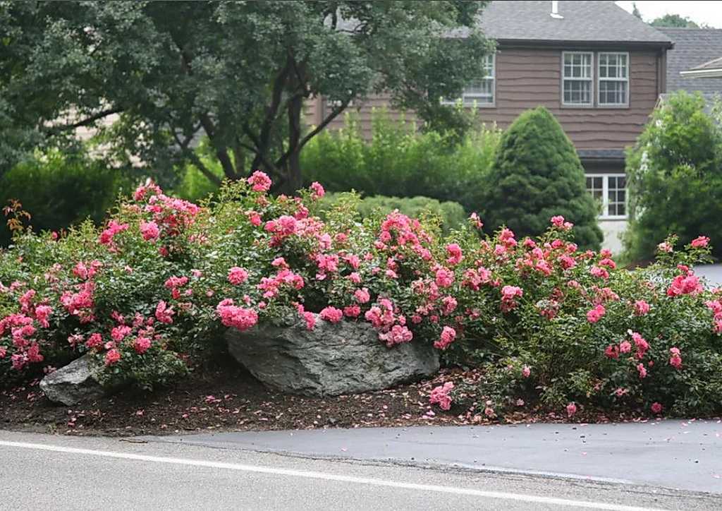 Полиантовые розы – описание и фото популярных сортов