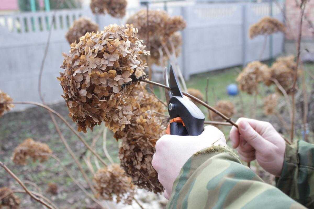 Надо ли обрезать гортензию на зиму: советы садоводов
