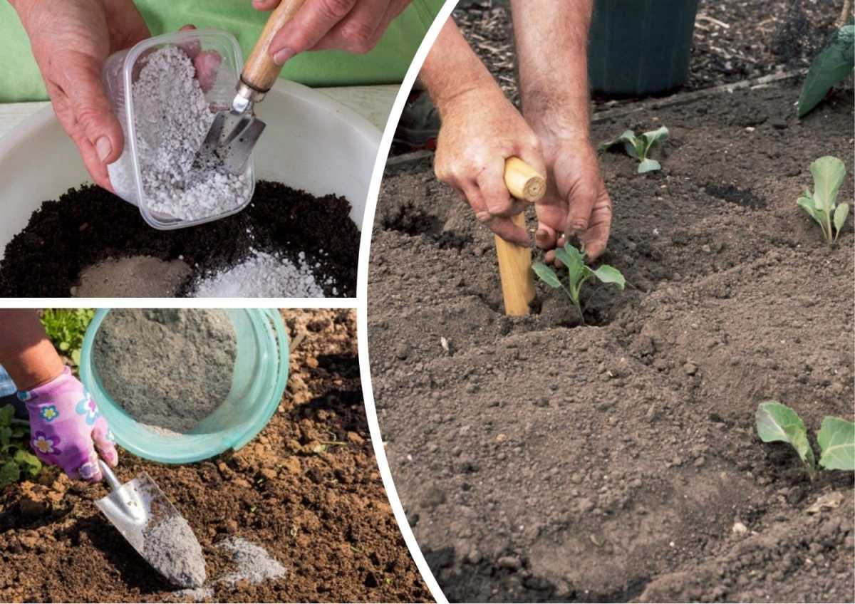Агротехника выращивания очитка в открытом грунте: как ухаживать, удобрять, пересаживать
