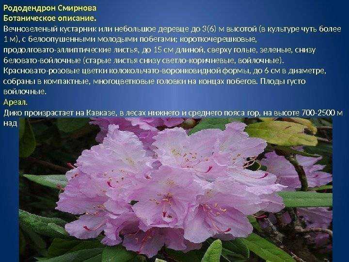 Цветок рододендрон: фото, виды, описание и особенности - sadovnikam.ru