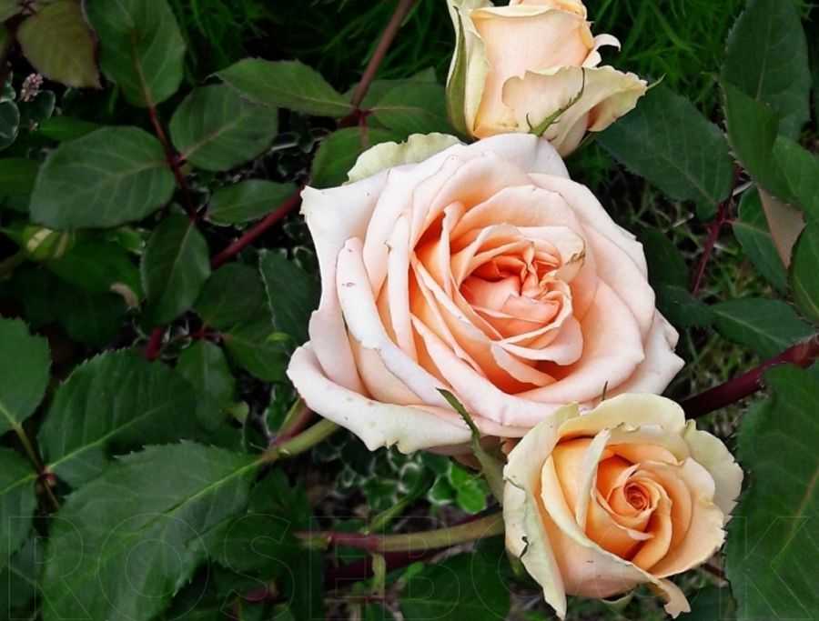Роза версилия: описание, уход и выращиваниеэнциклопедия роз — сорта, описание и фото