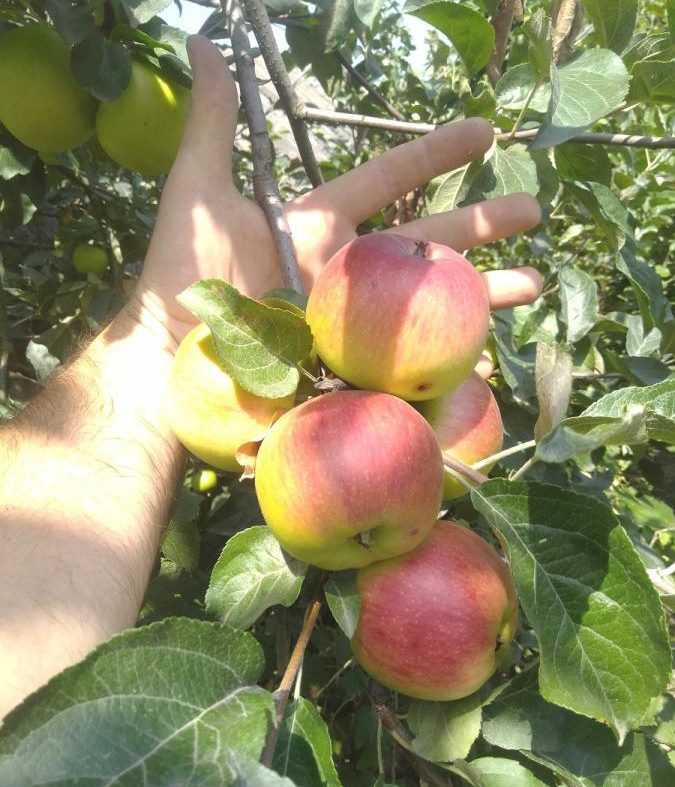 Яблоня моди: описание и характеристика сорта, выращивание и агротехника