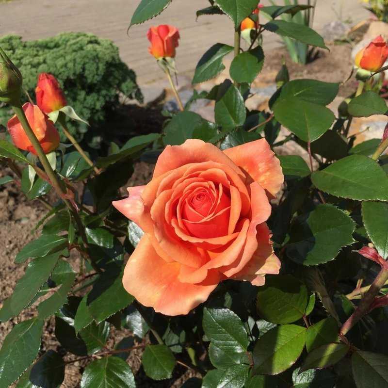Чайно-гибридные розы – сорта, обрезка, посадка и уход [2019]