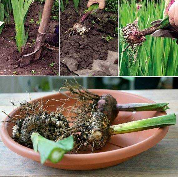 Выкапывание гиацинтов по окончанию периода цветения: обязательно ли убирать