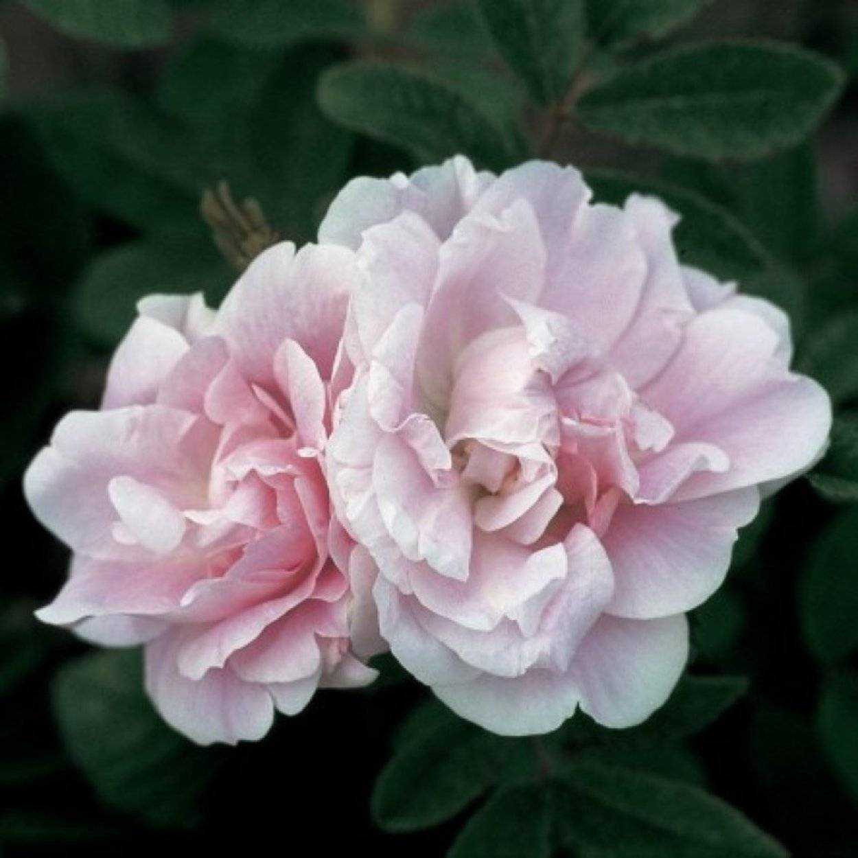 Роза мартин фробишер – благородная и изысканная. особенности и недостатки