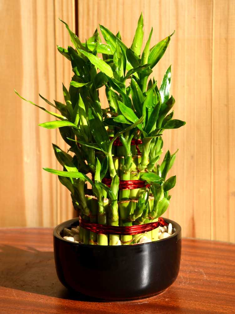 Бамбук домашний в горшке: посадка, выращивание и уход в домашних условиях
