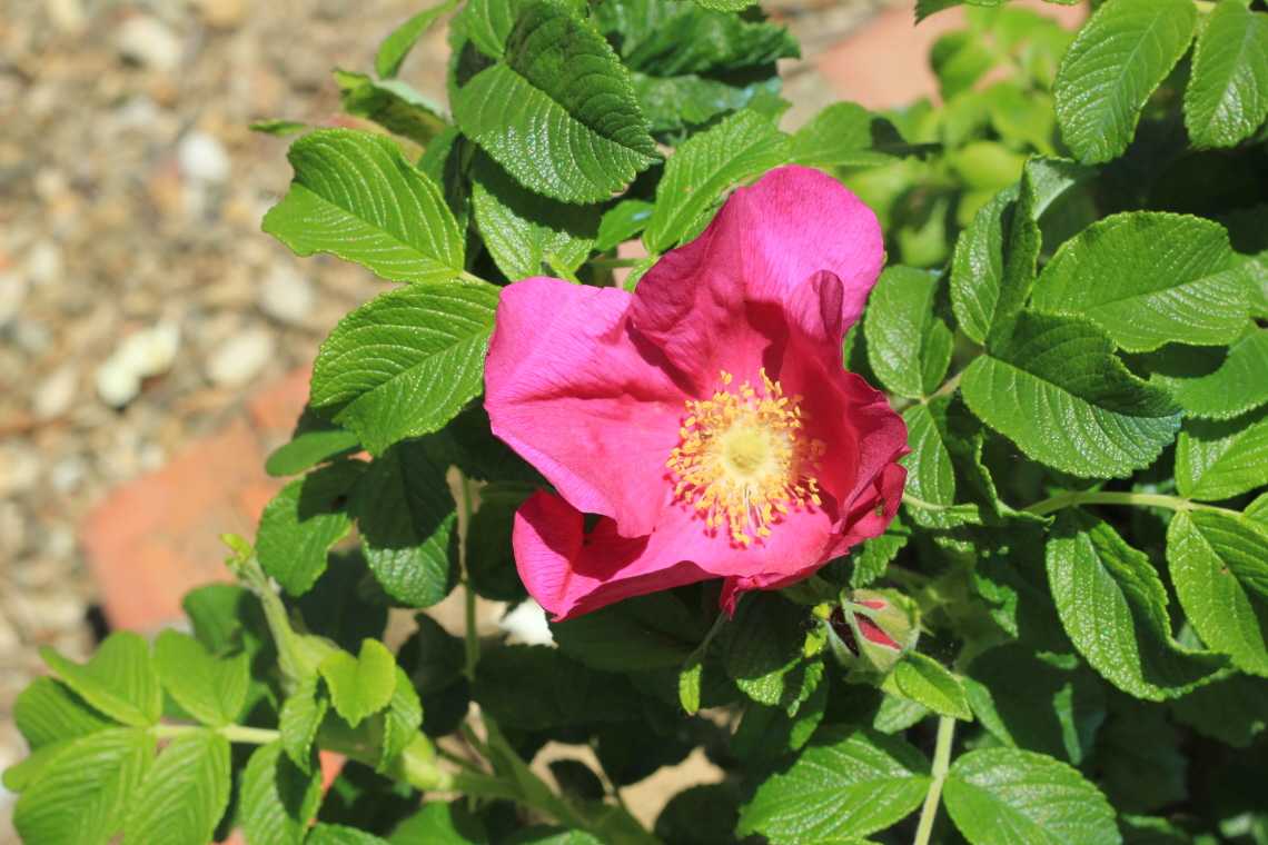 Морщинистая роза: сорта, посадка и уход (+фото)
