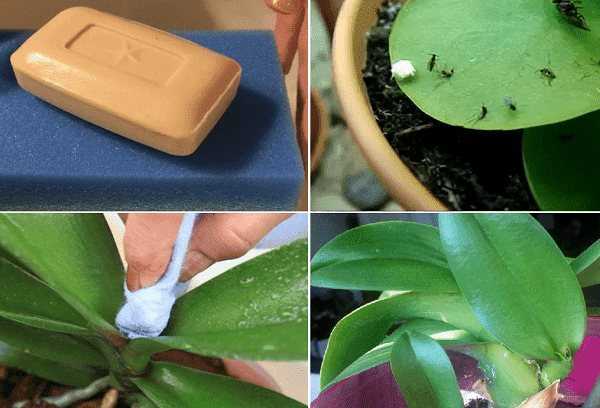 Как избавиться от мошек в орхидеях в домашних условиях