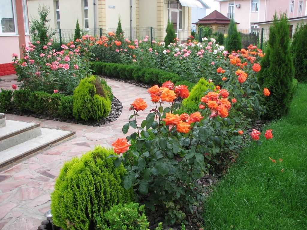 Что посадить рядом с розой: растения, которые подчеркнут красоту королевы сада