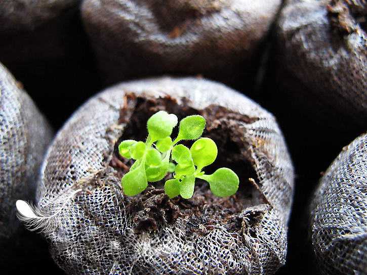 Выращивание бакопы: правильный уход, разновидности с фото