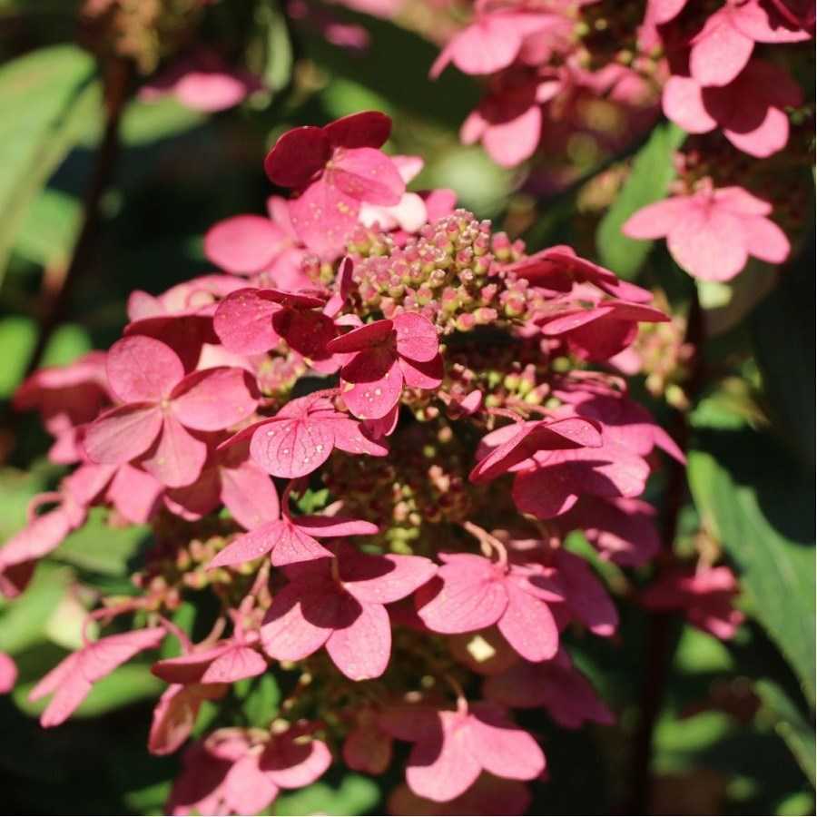 Гортензия метельчатая – посадка и уход в открытом грунте | растим растения!