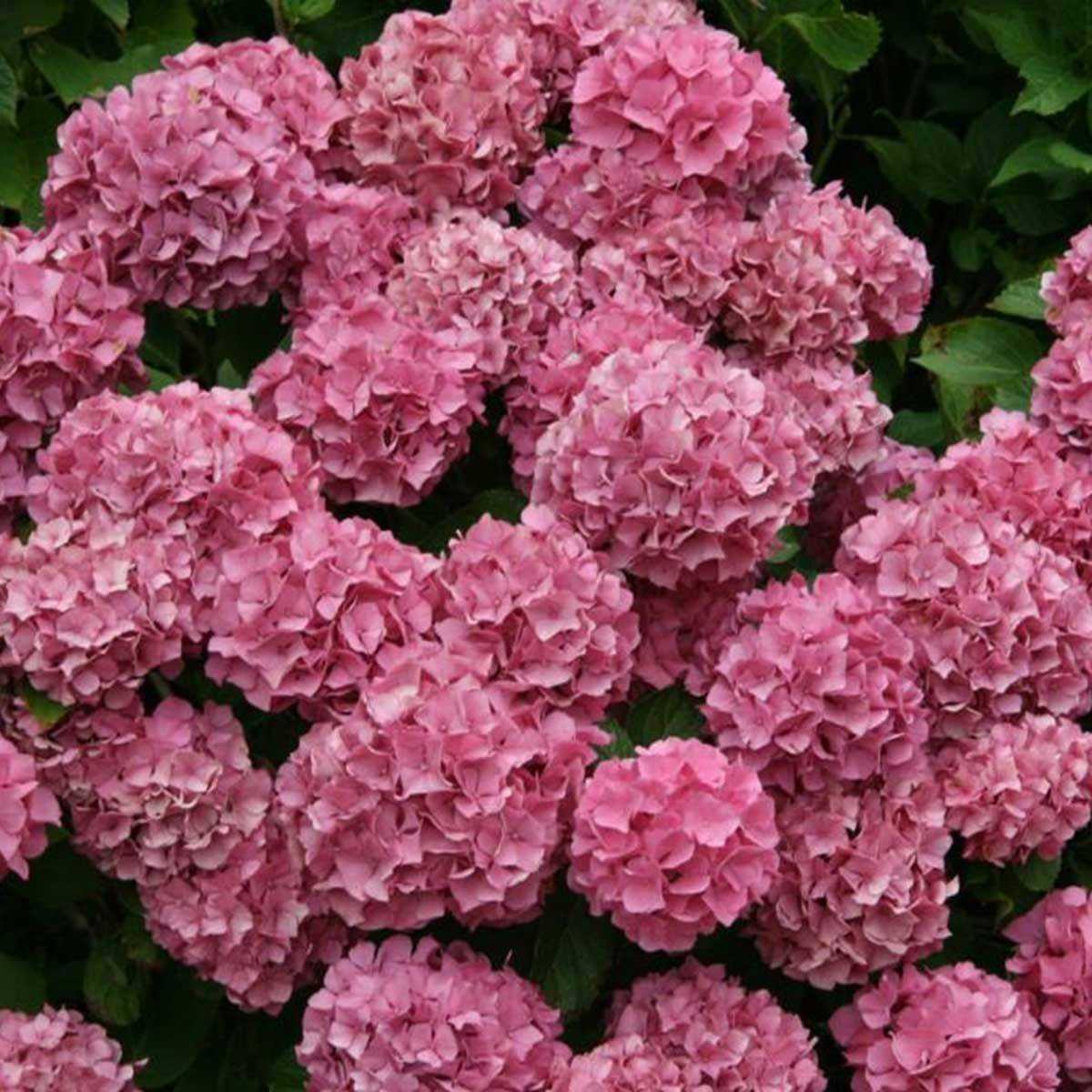 Гортензия розовая крупнолистная и другие сорта цветка: описание растений, особенности выращивания и ухода