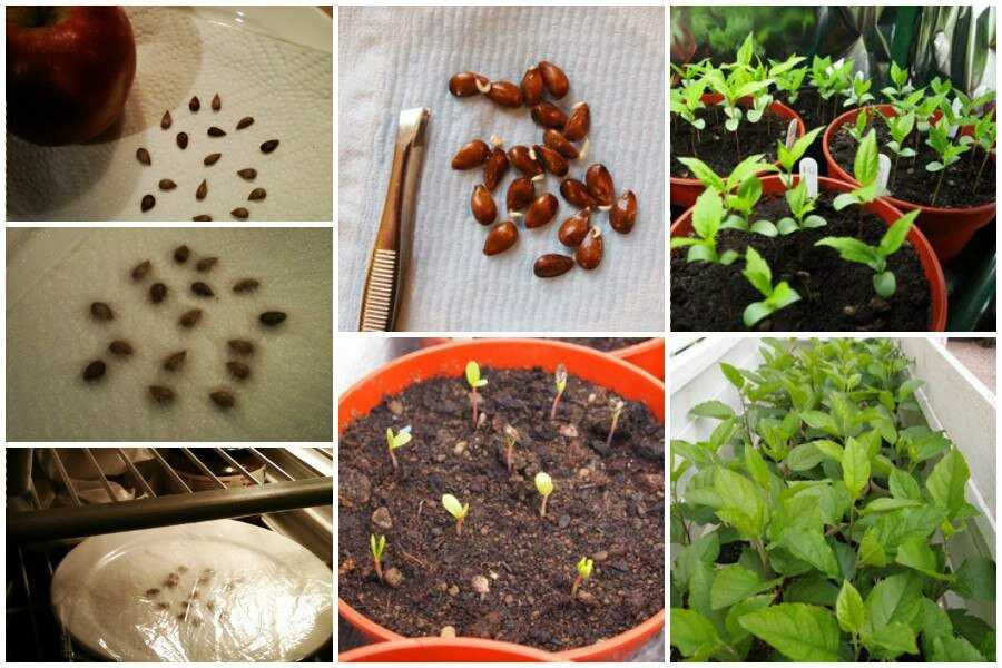 Как посеять семена в домашних условиях купить семку конопли