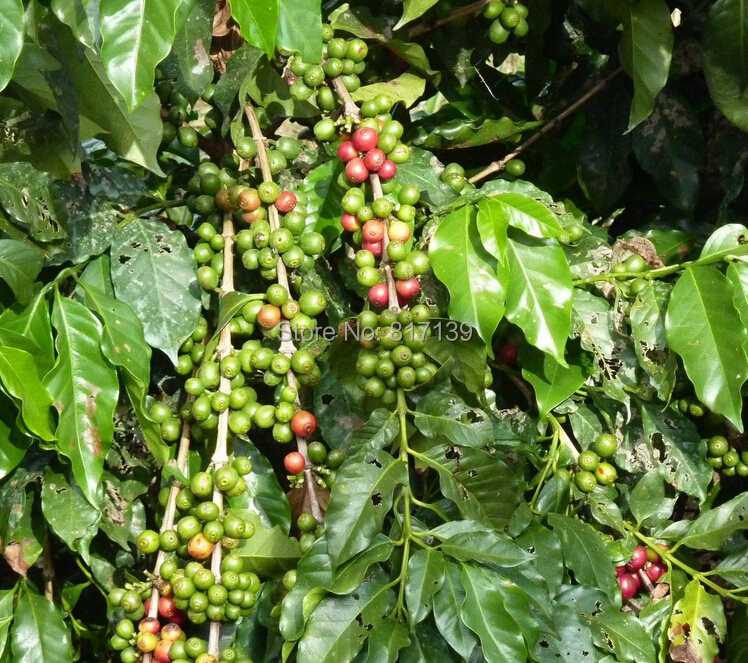 Растение кофе: фото, виды, описание, разведение и особенности ухода