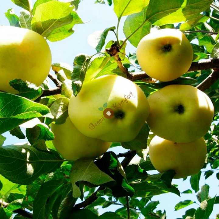Яблоки белый налив: описание сорта и полезные свойства плодов