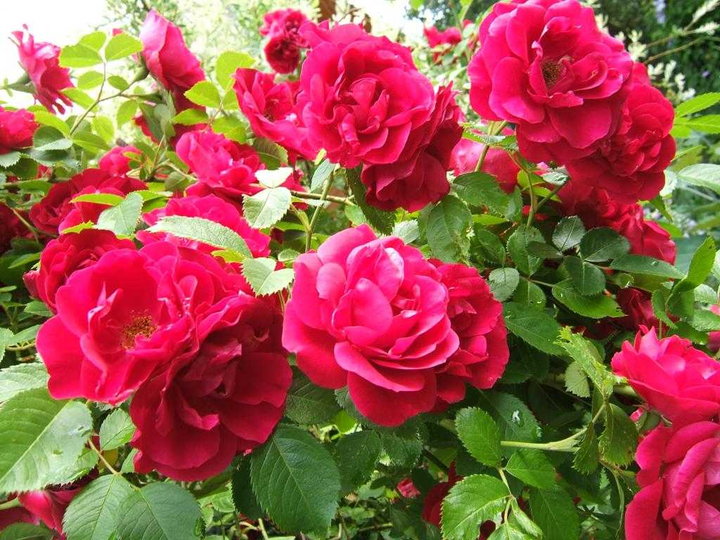 Фламентанц роза - внешний вид, характеристики и описание | розоцвет