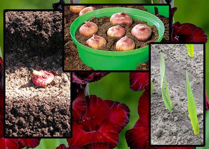 Правила посадки гладиолусов в горшок в саду: подходящие сорта, инструкция