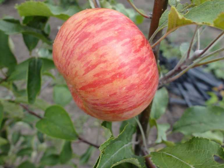 Яблоня медуница: описание сорта, особенности выращивания и ухода