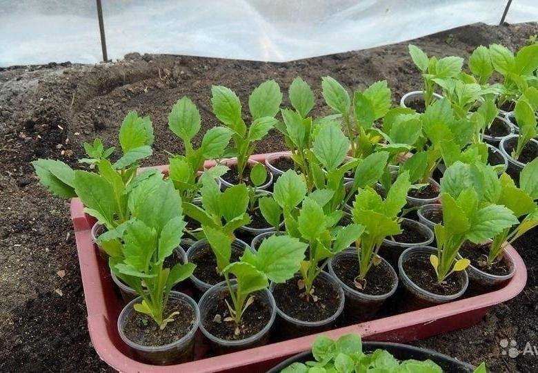 Астра многолетняя — сорта, посадка и уход, выращивание из семян | народные знания от кравченко анатолия