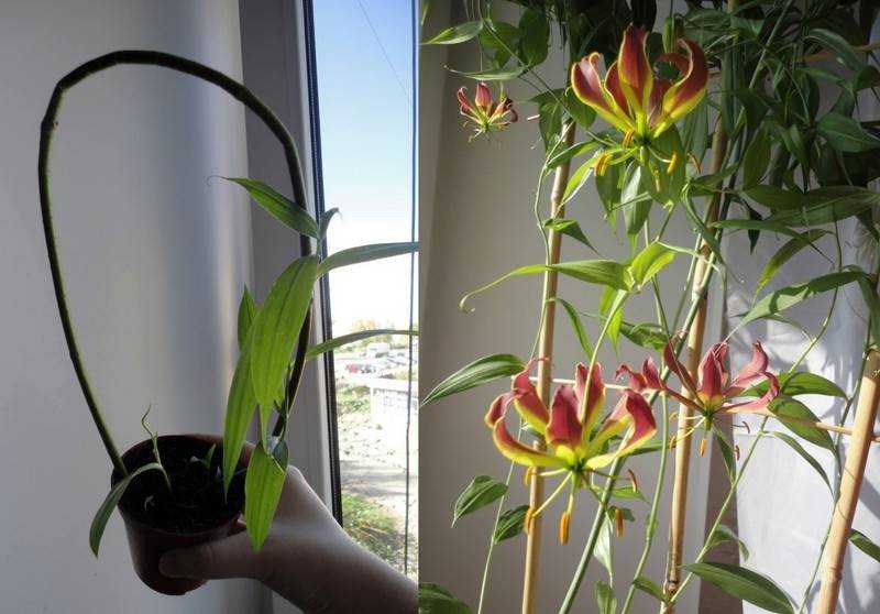 Уход за ароидными растениями в домашних условиях - все нюансы