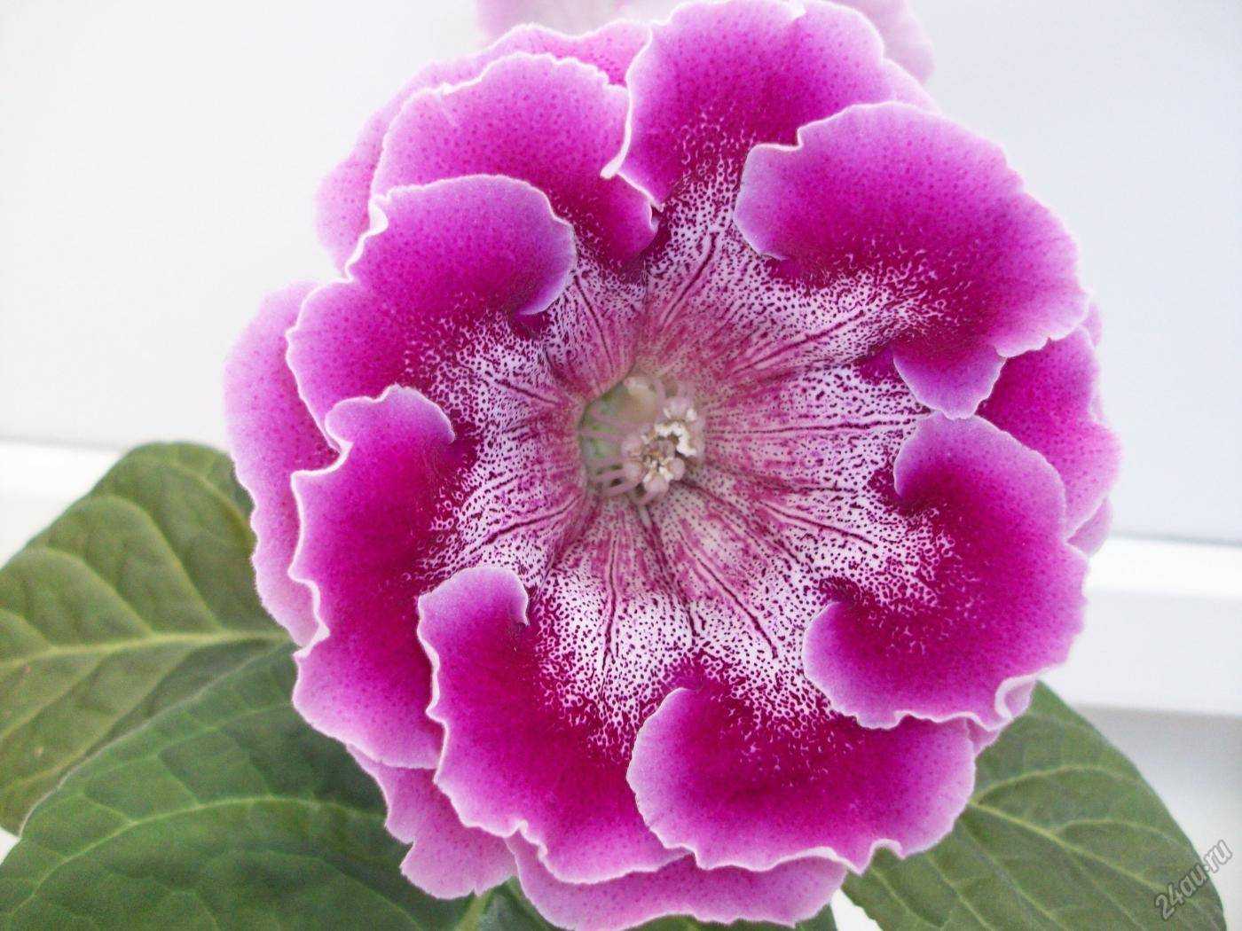 Цветок нежности в вашем доме — белая махровая глоксиния