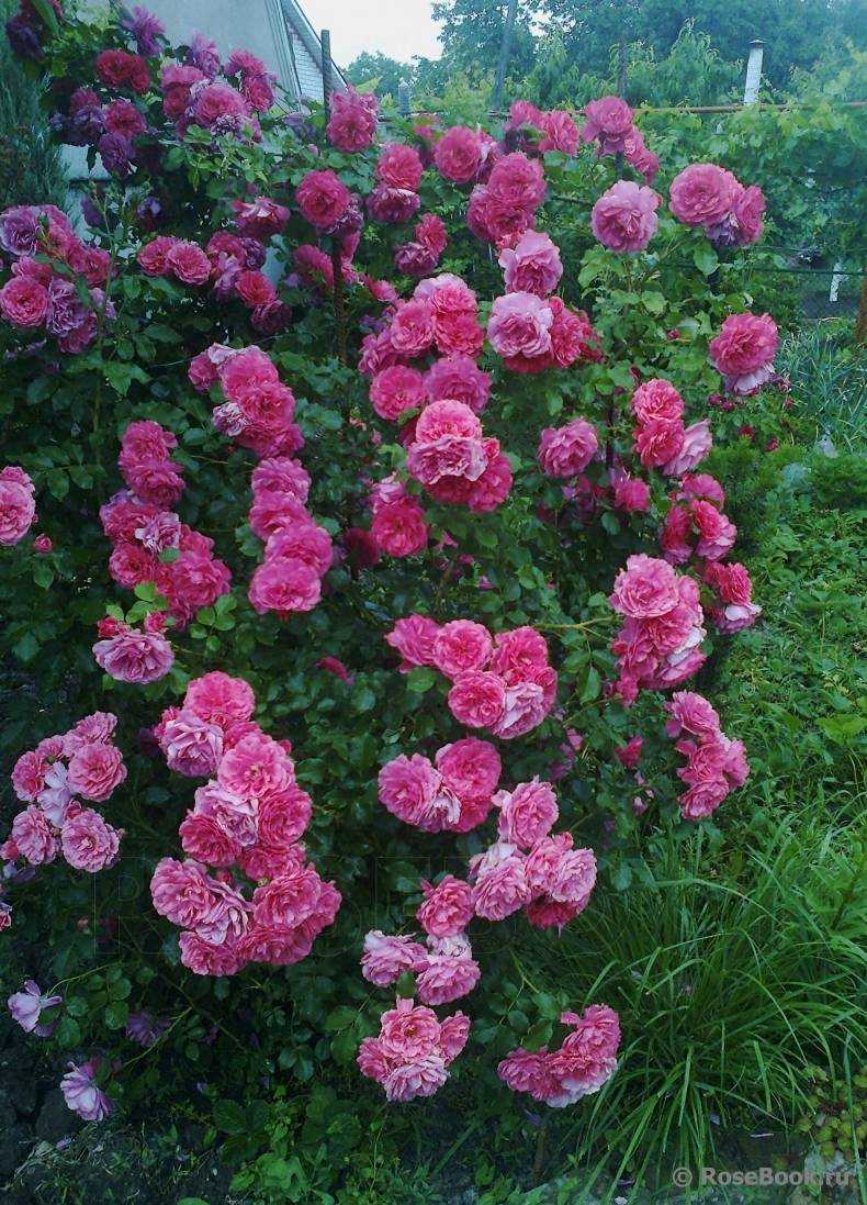 ✅ о розе хендель (handel): описание и характеристики сорта плетистой розы