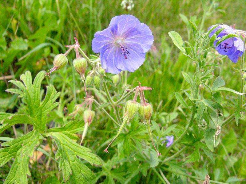 Описание герани луговой дикорастущей: лечебные свойства полевого цветка
