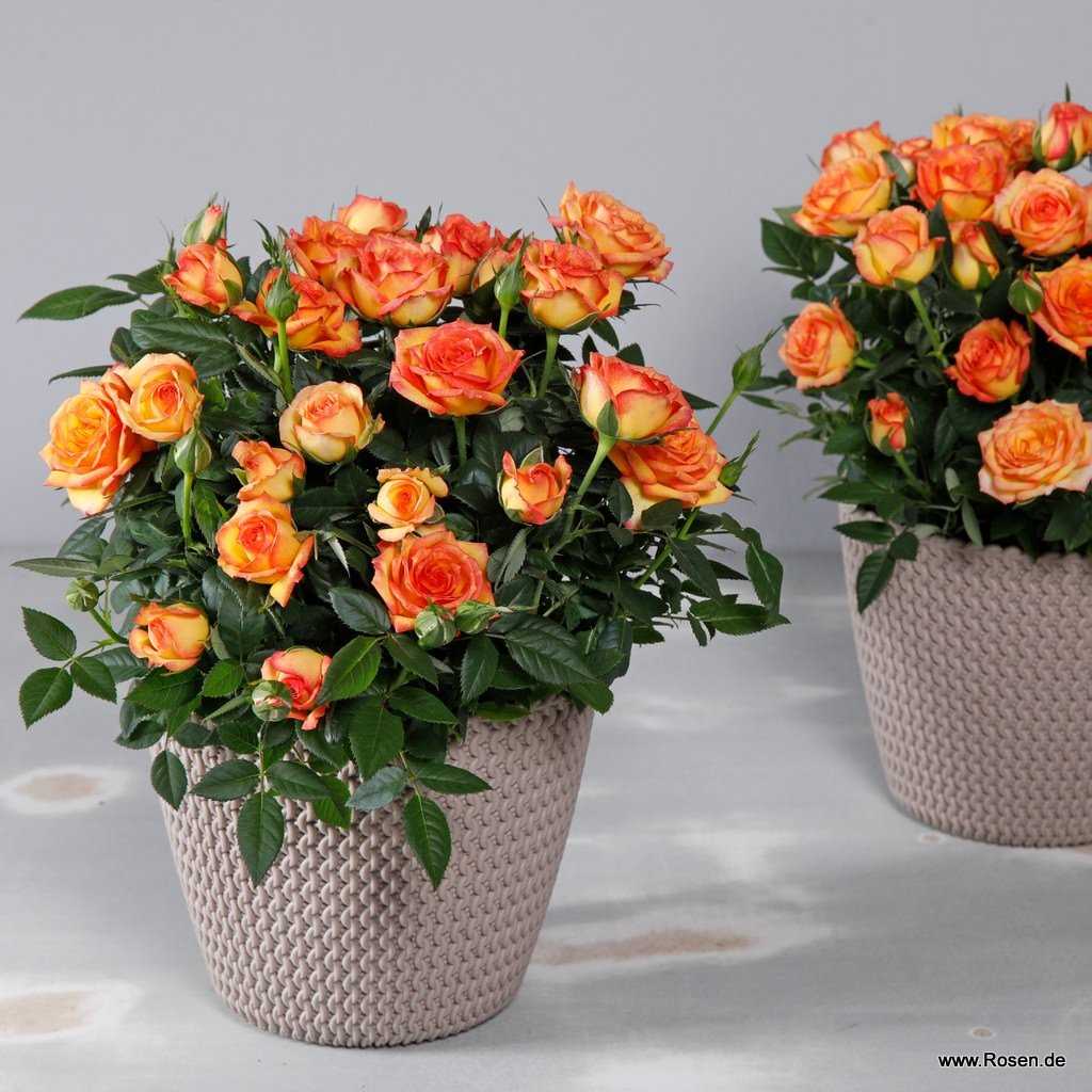 Роза кордана: как ухаживать за цветком после покупки