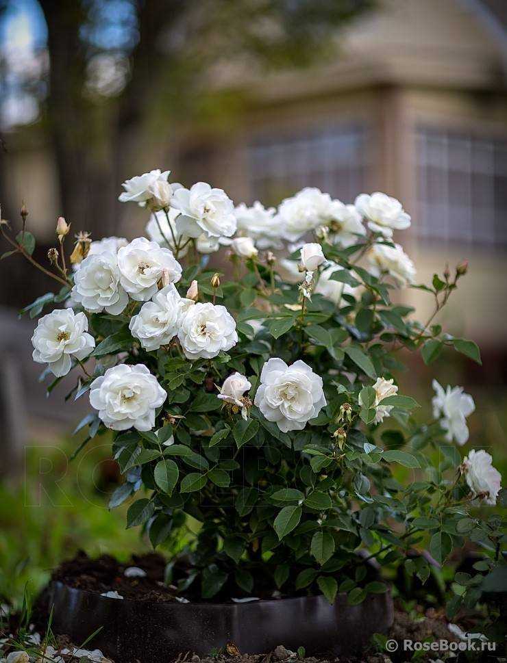 Плетистые розы, обзор белых сортов