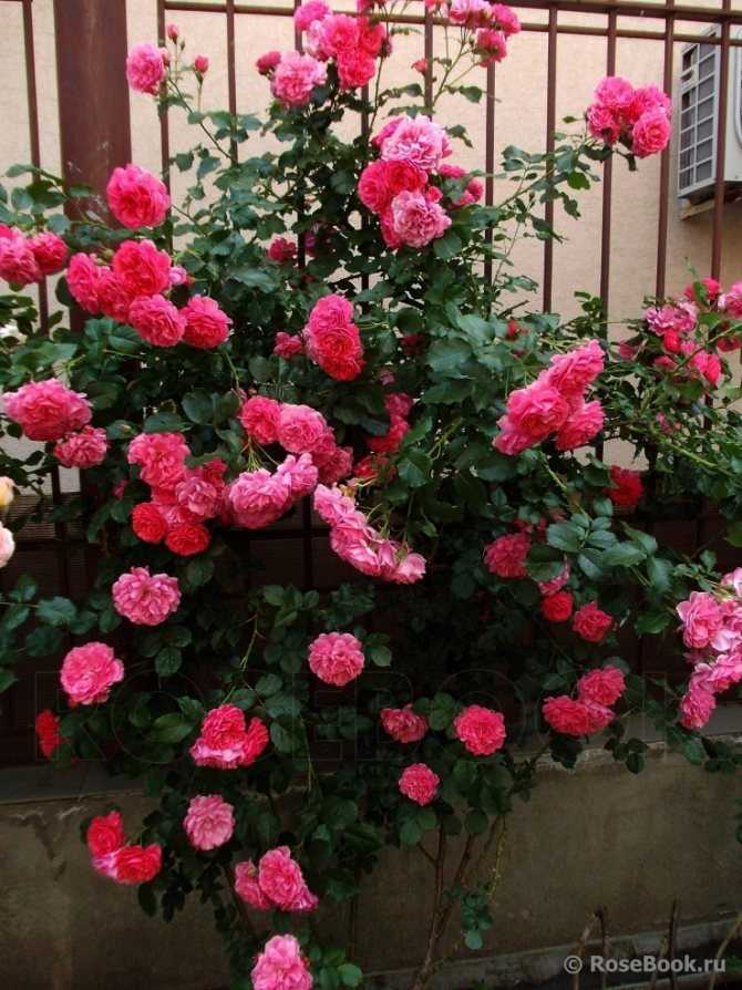 Плетистые розы, цветущие все лето: сорта зимостойкие для подмосковья