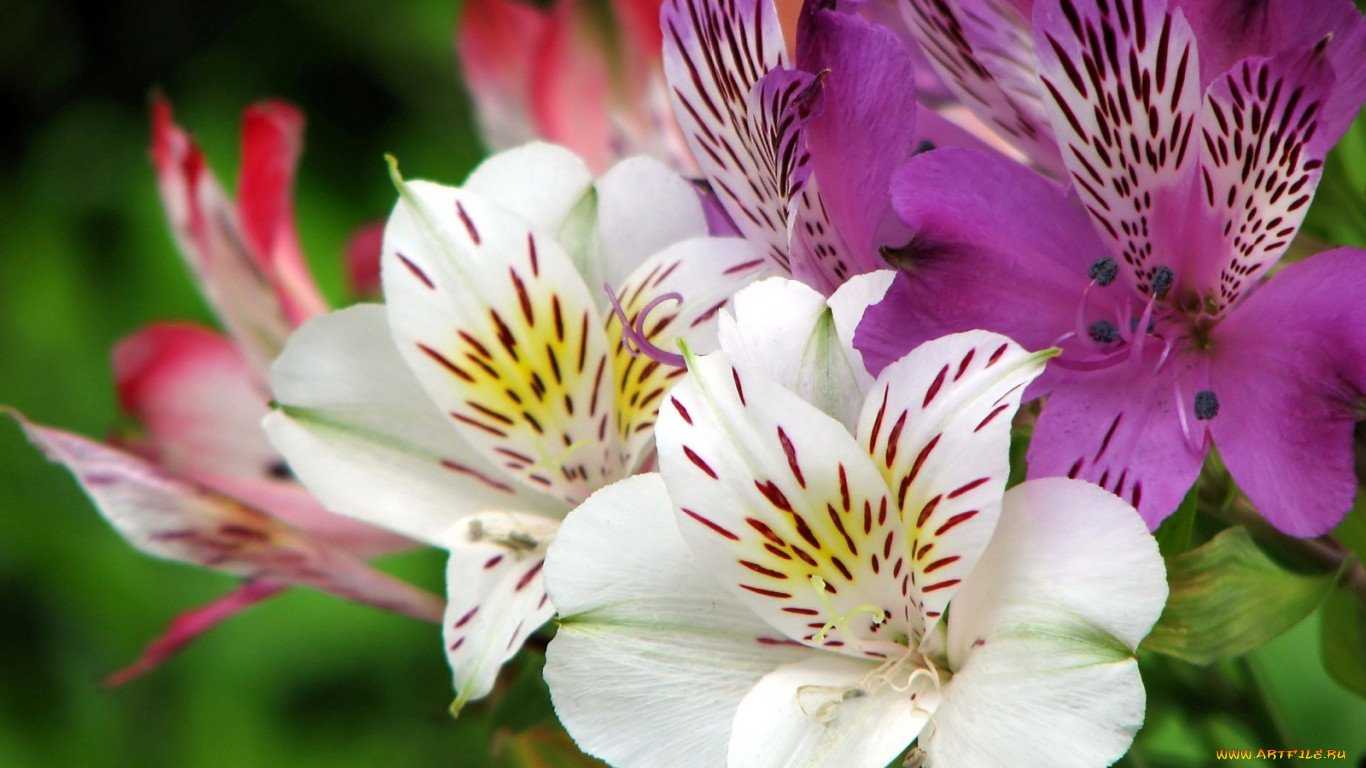 Какие есть цветы похожие на лилии - дневник садовода rest-dvor.ru