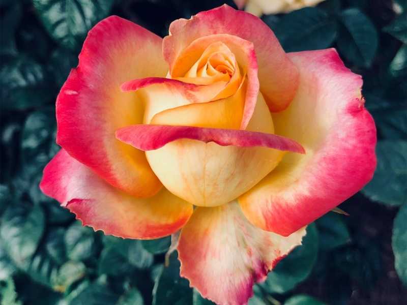 Роза пульман ориент экспресс описание сорта, фото, отзывы, как выращивать и ухаживатькомнатные цветы и растения, уход за ними в домашних условиях