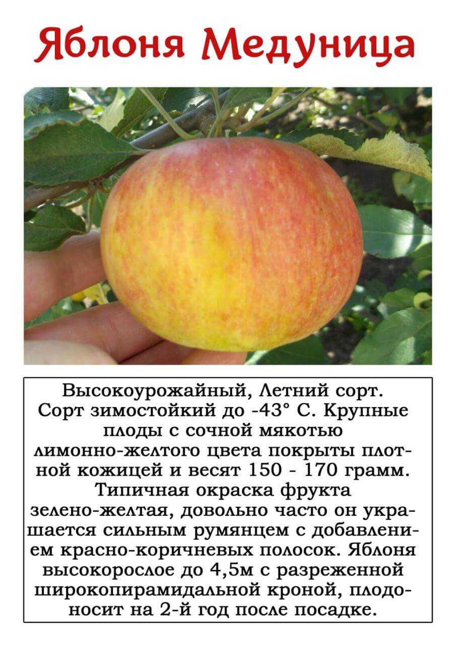 Описание популярной яблони медуница: характеристика сорта, особенности выращивания