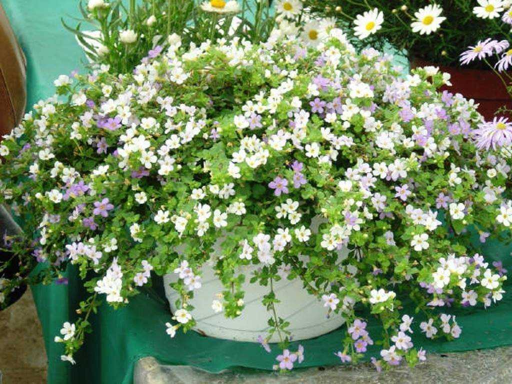 Бакопа - 74 фото удивительно роскошного цветка для сада и дома