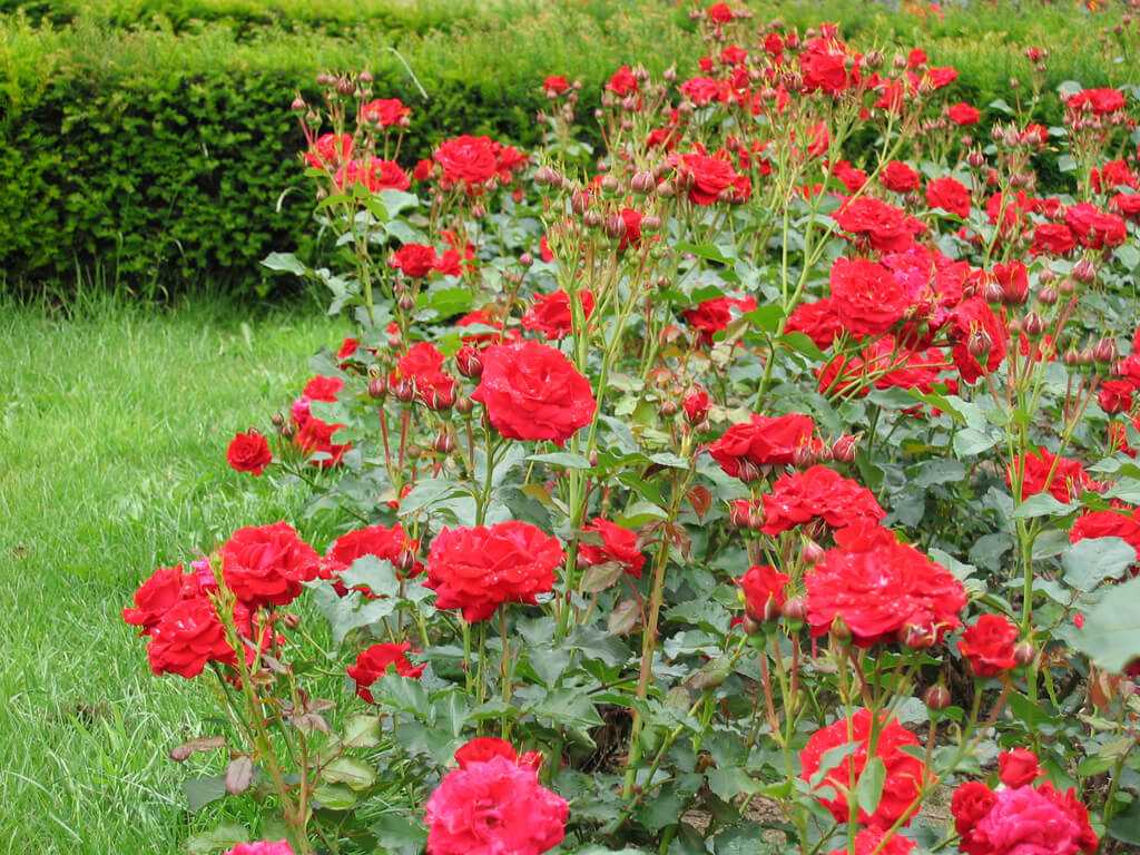Роза нина вейбул — характеристика, посадка и уход, поготовка к зиме