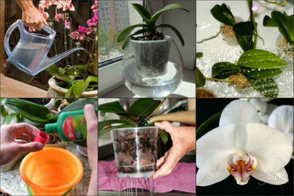 Как поливать орхидею в домашних условиях?